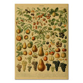 Früchte Vintage Kraftpapier Poster